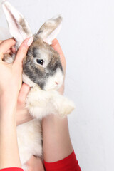 soft rabbit on your hands