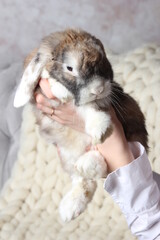 soft rabbit on your hands