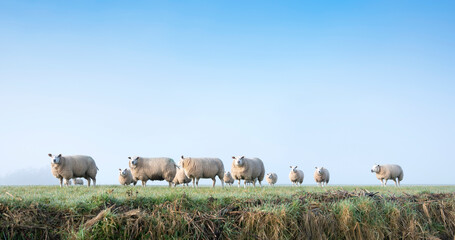 Fototapeta premium sheep in green meadow and canal in holland