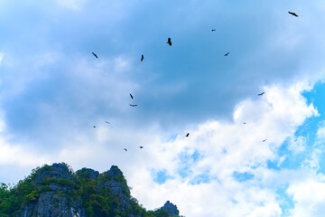 Feeding eagles. Flock of eagles circling in the sky waiting for food