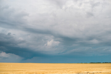 storm clouds over a wheat field, a tornado is visible in the distance