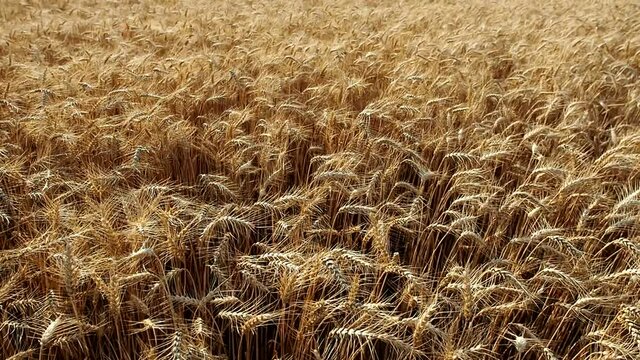 Gold wheat (Triticum) field background in HD VIDEO. Detail of ripe ears of yellow cereal field swaying from the gentle wind and ready for harvest growing in agricultural farm. Close-up.