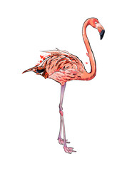 Pink flamingo from a splash of watercolor, colored drawing, realistic. Vector illustration of paints