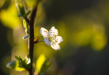 Cherry tree banches with white flowers in warm golden sunset light in spring garden.