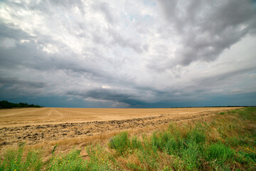 Fototapeta premium storm clouds over a wheat field, a tornado is visible in the distance