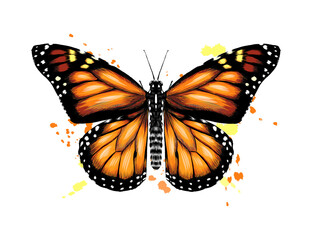 Butterfly from a splash of watercolor, colored drawing, realistic. Vector illustration of paints