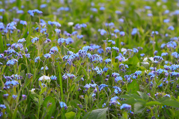 Obraz na płótnie Canvas Forget me not plants. Small flowers blooming in spring garden.