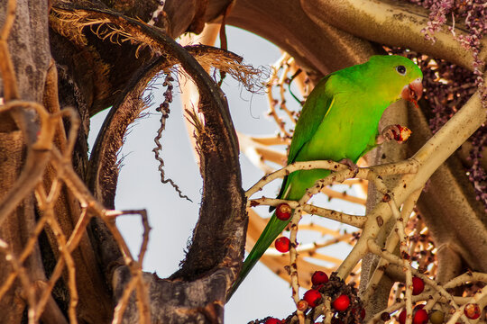 Maritaca IMG_6864