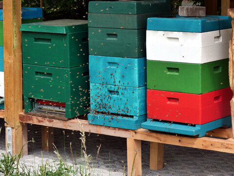 Bienenstöcke mit Bienenschwarm in einer Imkerei