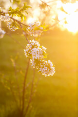 Cherry tree banches with white flowers in warm golden sunset light in spring garden.