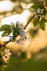 Cherry tree banches with white flowers in warm golden sunset light in spring garden.