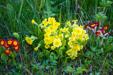 Multicolor Primrose or primula vulgaris first spring flowers in spring garden.