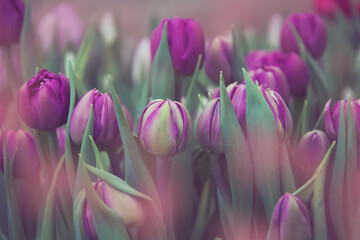 Fototapeta premium Tulip buds on a background of green leaves and pink bokeh.