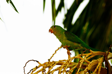 Maritaca IMG_9146 © Eduardo Lara Filho