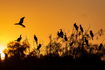 Silhouette of cormorants at sunup in a tree