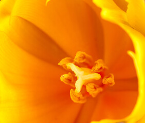 flowers tulips stand on a beautiful background