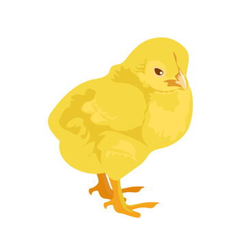 Small yellow chicken isolated on white background: vector image. Easter holiday. farm animals concept