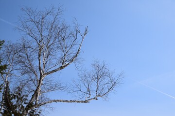 Winter in Mont-Tremblant provincial park, Quebec 