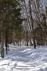 Winter in Mont-Tremblant provincial park, Quebec 