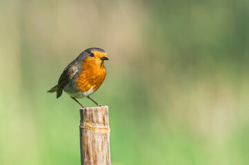O Pisco-de -peito-ruivo ou simplesmente "Pisco"