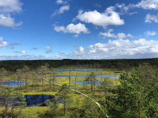 Naklejka premium Estonian swamp