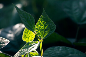 Glowing Bean Leaves