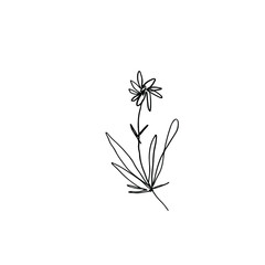 Flower line illustration. Black and white vector image.
