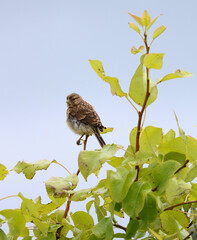 A female House Sparrow perched on a sapling. Clear blue sky behind. Scientific name Passer domesticus.