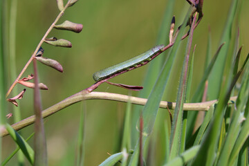 Caterpillar of the Orange Tip Butterfly. Scientific name Anthocharis cardamines. Caterpillar is feeding on the remains of the ladys smock flower gone to seed. Botanical name Cardamine pratensis.