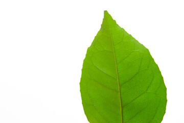 
Green leaf of a citrus tree isolated on a white background