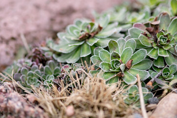 Fototapeta premium Green Succulents In Winter
