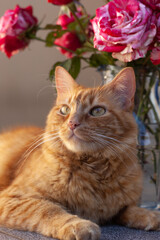 Fototapeta na wymiar Cat with flowers