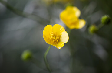Ranunculus arvensis yellow flowers. Corn buttercup flowers plants on spring meadow.
