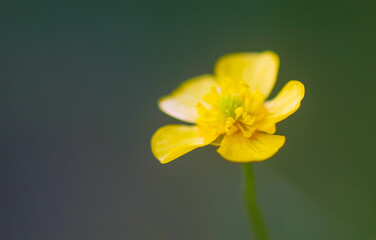 Ranunculus arvensis yellow flower on green blurred nature background. Corn buttercup flowers plants on spring meadow.