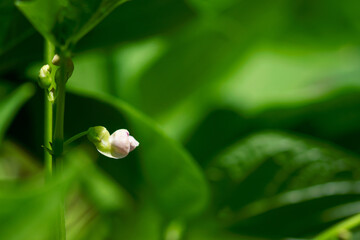 Pink Bean Flower