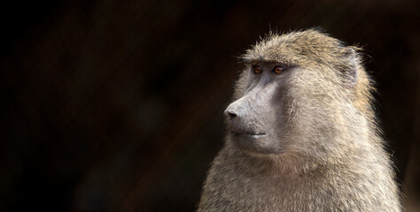 Portrait of a Baboon with Room for Copy