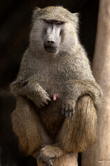 Portrait of a Baboon with Room for Copy