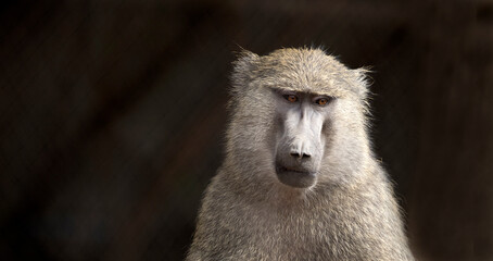 Portrait of a Baboon with Room for Copy