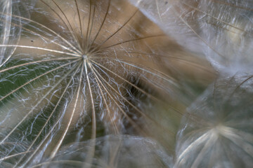 dandelion