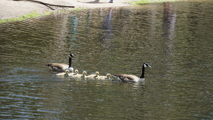 Young goslings cross the river. Canadian geese.