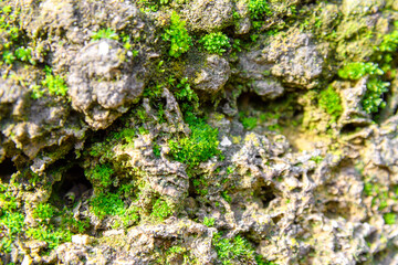 The stones are overgrown with moss. Moss texture on stones. Light green moss texture.