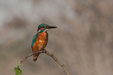 Fototapeta premium Guarda-Rios no início do dia em busca de alimentos