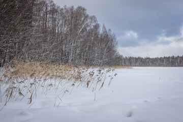 lake in the forest