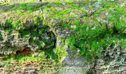 Close-up of lovely light green moss texture.