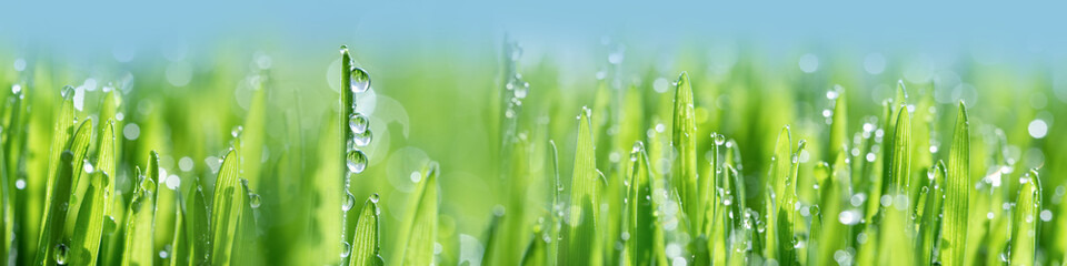 Fototapeta na wymiar Wet spring green grass background with dew lawn natural. beautiful water drop sparkle in sun on leaf in sunlight, image of purity and freshness of nature, copy space. macro. shallow DOF. panorama