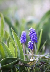 Blue muscari flowers. Mouse hyacinth plant.