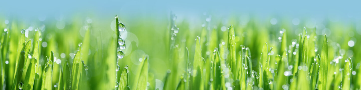 Wet spring green grass background with dew lawn natural. beautiful water drop sparkle in sun on leaf in sunlight, image of purity and freshness of nature, copy space. macro. shallow DOF. panorama
