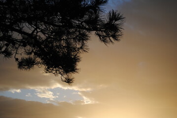 Fototapeta na wymiar sky with clouds and tree silhouette
