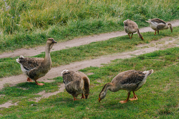 Groupe of domestic geese eating fresh green plants and grass in summer rural countryside field