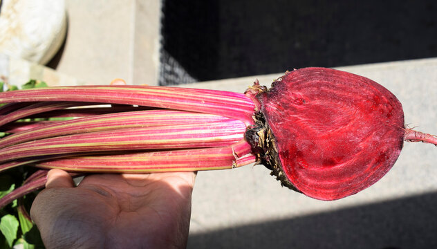 Red beet root vegetable freshly plucked from kitchen garden farm backyard. female woman person holding Fresh beetroot vegetanle plant from root to leaves. Single plant foliage in hands